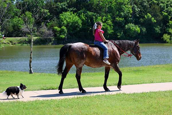 parade-quarter-horse