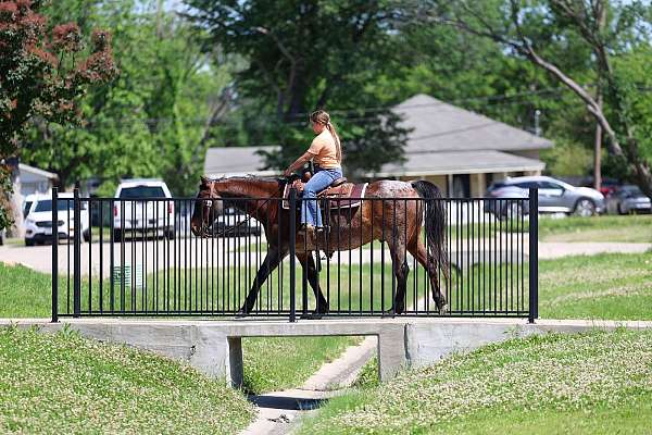 performance-quarter-horse