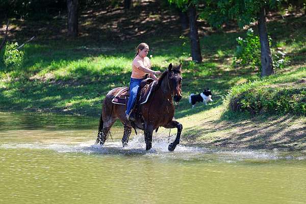 playday-quarter-horse