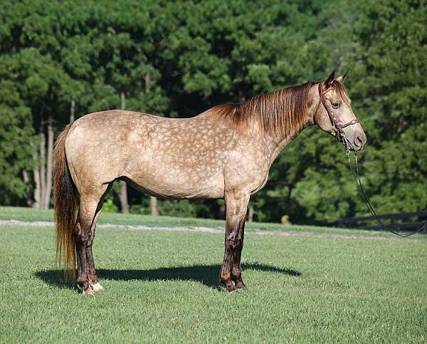 all-around-rocky-mountain-horse