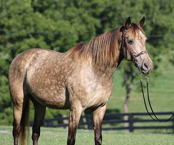 dappled-rocky-mountain-horse