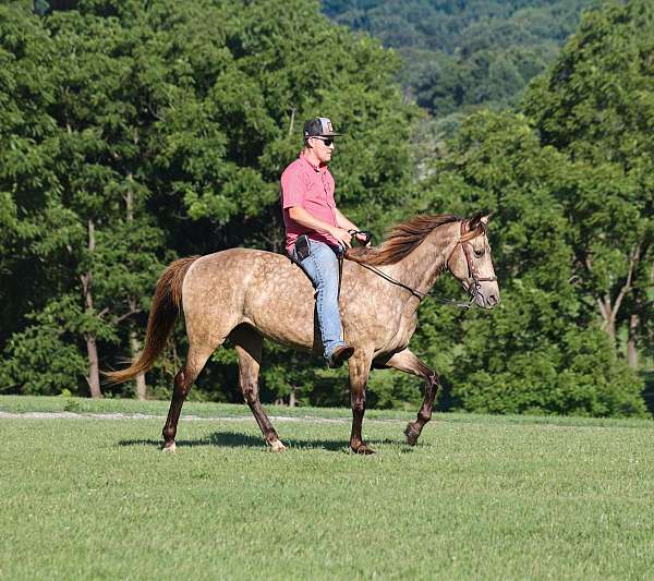 athletic-rocky-mountain-horse