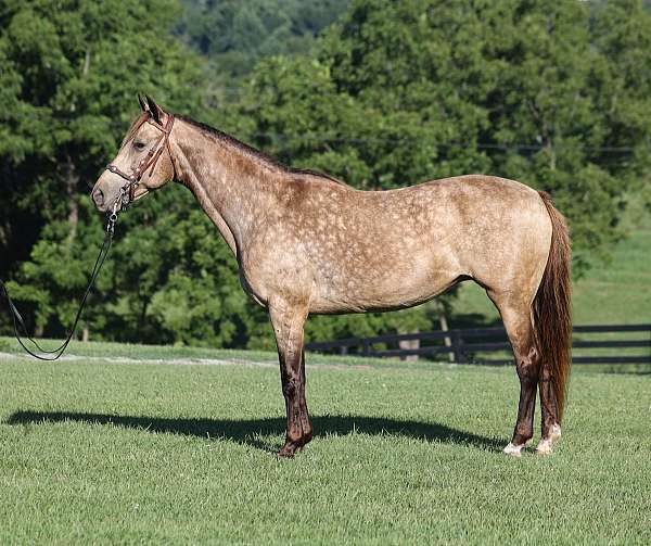 beginner-rocky-mountain-horse