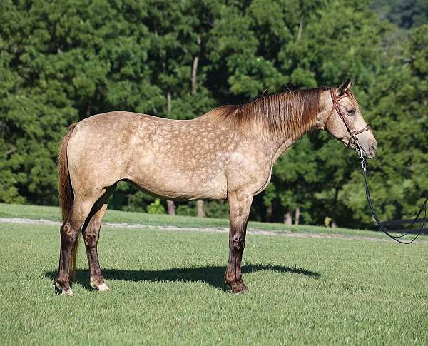 endurance-rocky-mountain-horse