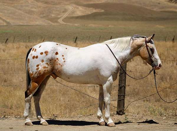 all-around-appaloosa-horse