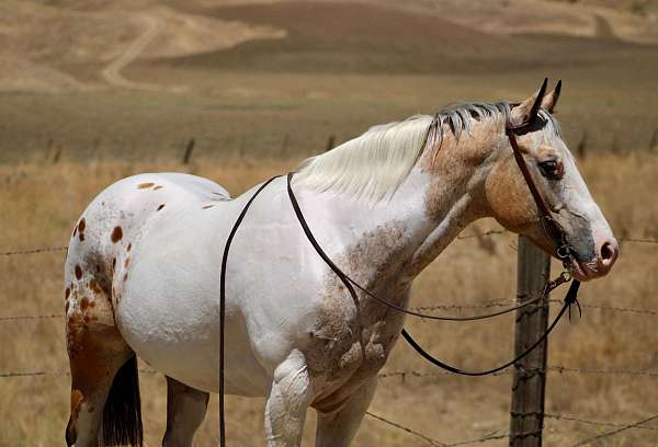 athletic-appaloosa-horse