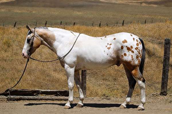 endurance-appaloosa-horse