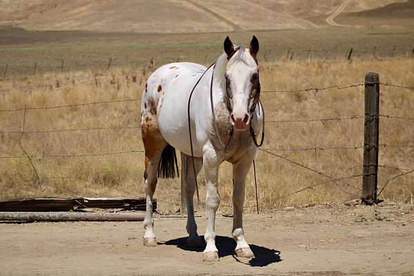 experienced-appaloosa-horse