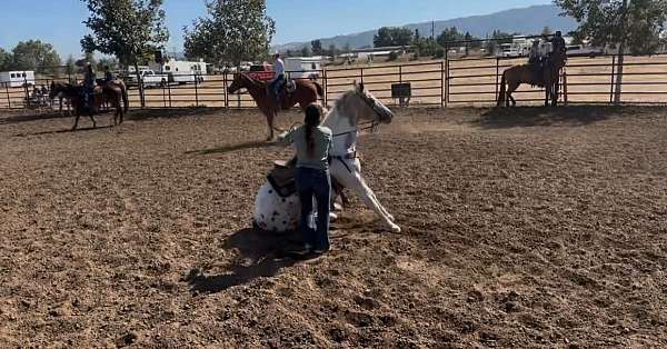flashy-appaloosa-horse