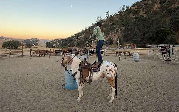 husband-safe-appaloosa-horse