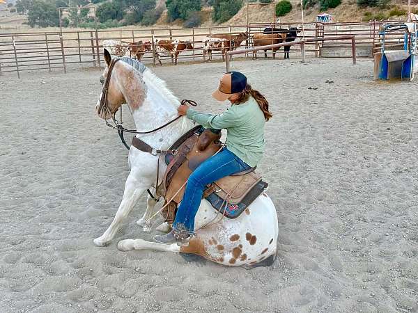 kid-safe-appaloosa-horse