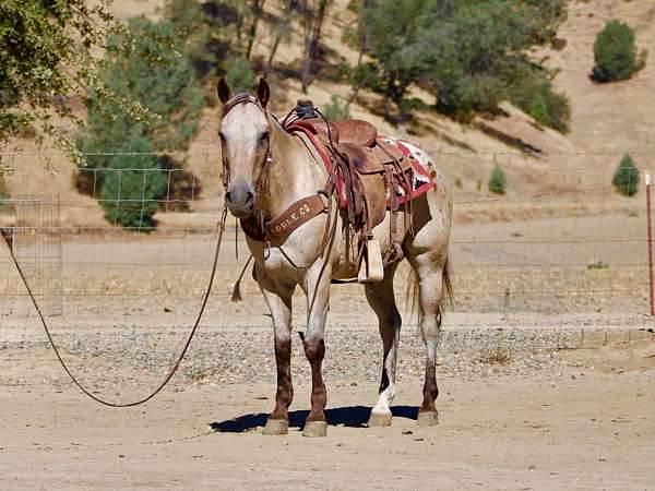 athletic-appaloosa-horse