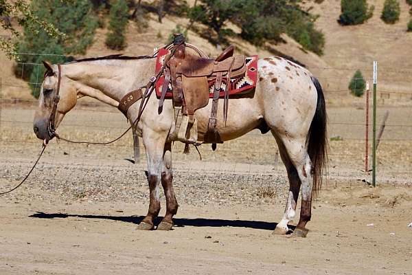 all-around-appaloosa-horse
