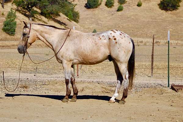beginner-appaloosa-horse
