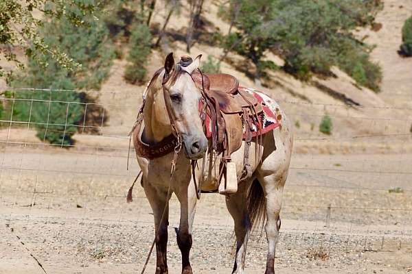 calf-roping-appaloosa-horse