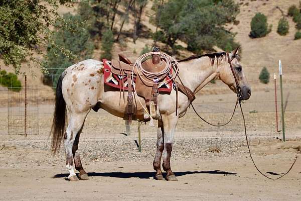 endurance-appaloosa-horse