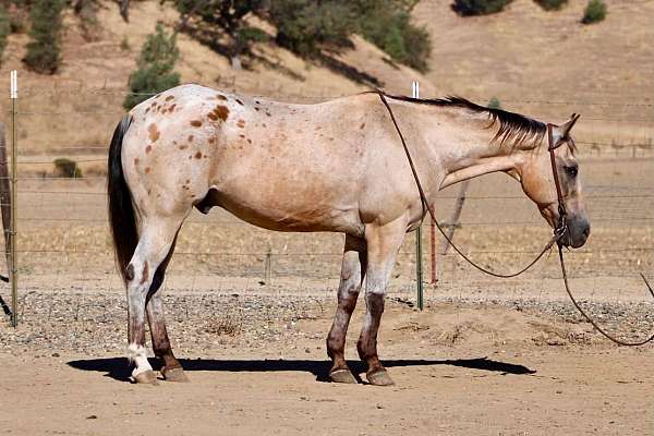 experienced-appaloosa-horse
