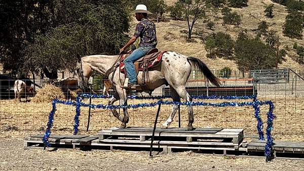 kid-safe-appaloosa-horse
