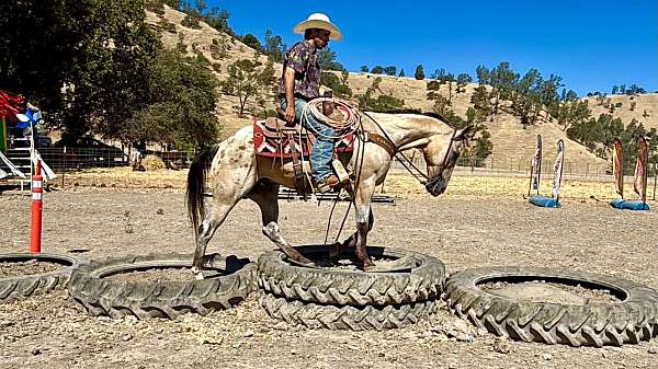 parade-appaloosa-horse