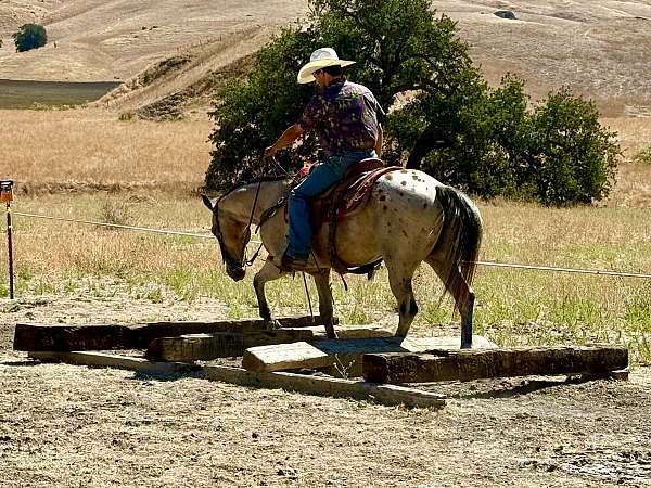 flashy-appaloosa-horse