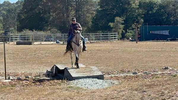 performance-appaloosa-horse