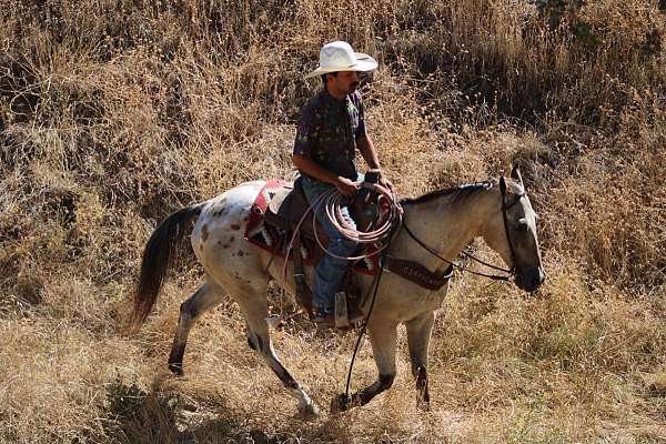 playday-appaloosa-horse