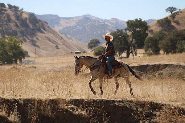 ranch-appaloosa-horse