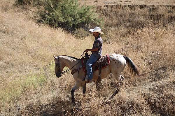 ranch-versatility-appaloosa-horse