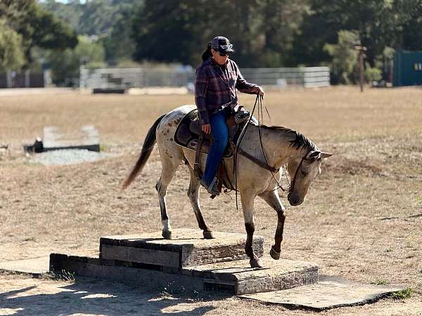 ranch-work-appaloosa-horse