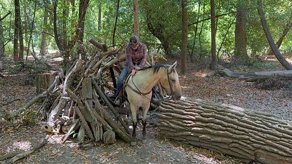 ridden-western-appaloosa-horse