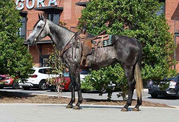 all-around-quarter-horse