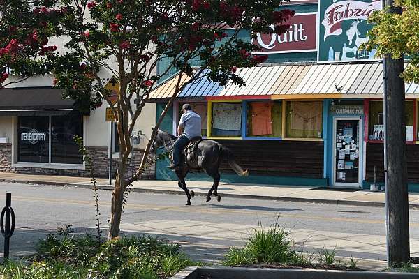 beginner-quarter-horse