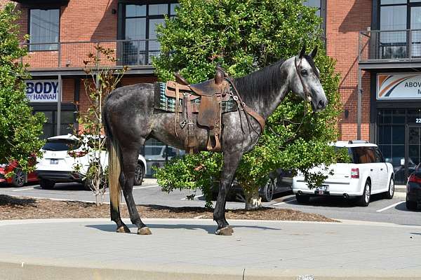 athletic-quarter-horse