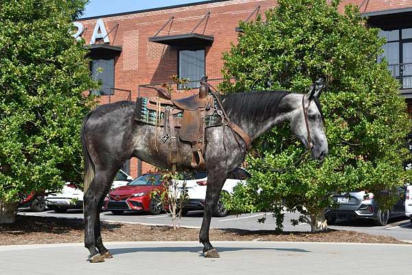 calf-roping-quarter-horse