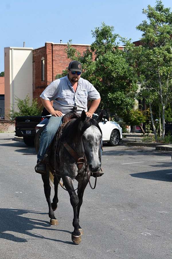 experienced-quarter-horse