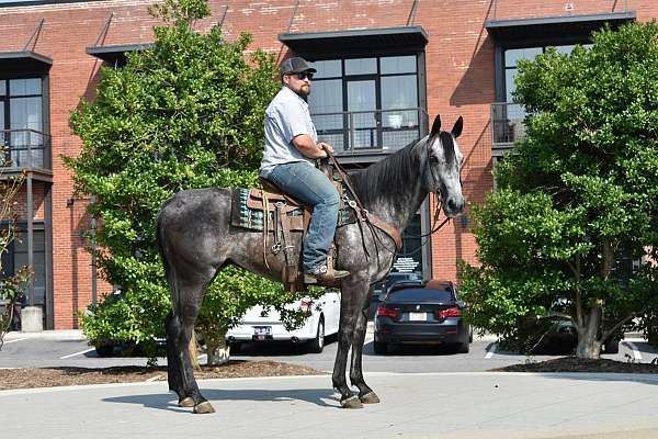 flashy-quarter-horse