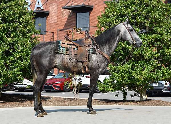 husband-safe-quarter-horse