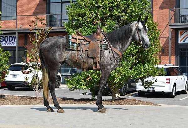 kid-safe-quarter-horse