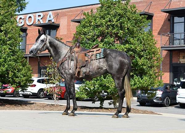 ranch-quarter-horse