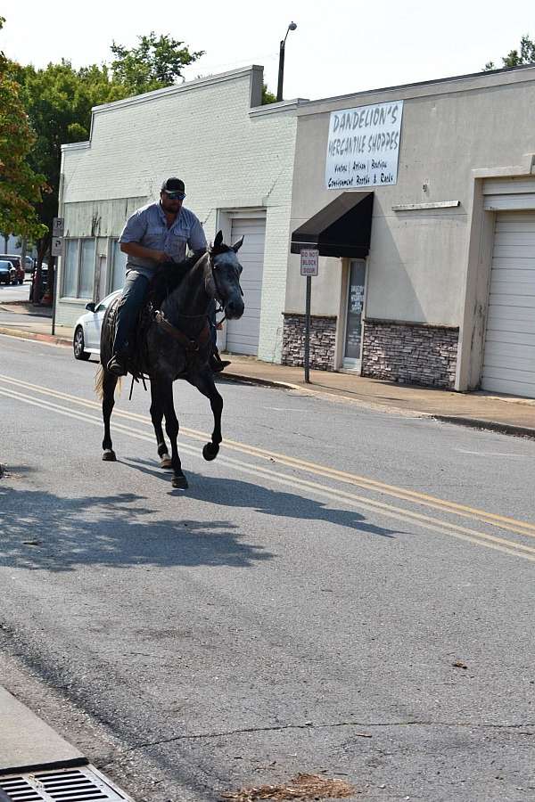 ranch-versatility-quarter-horse