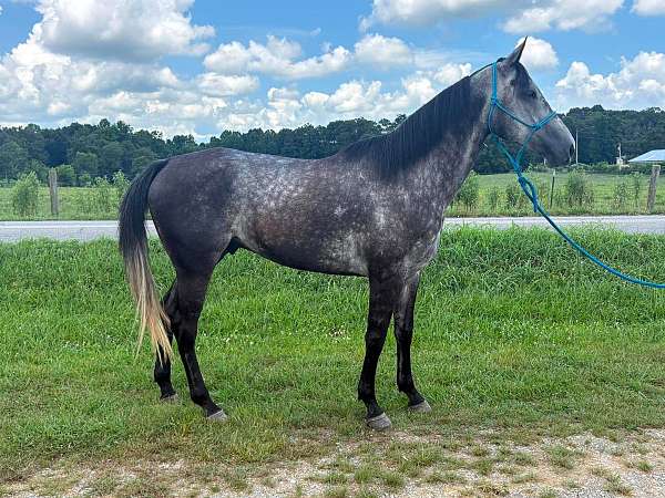 ranch-work-quarter-horse
