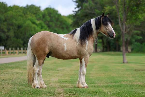 all-around-gypsy-vanner-horse