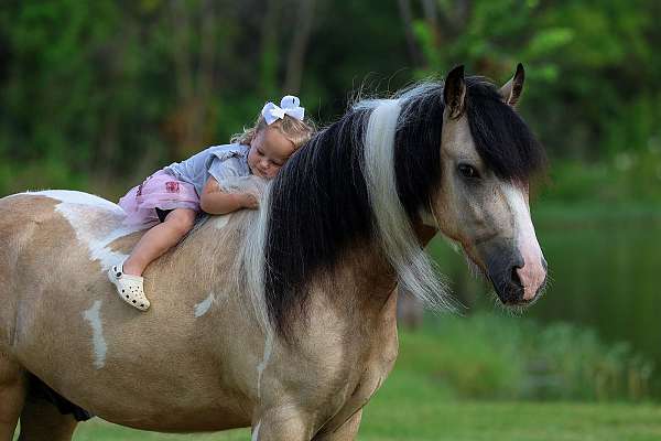 athletic-gypsy-vanner-horse