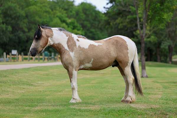 beginner-gypsy-vanner-horse