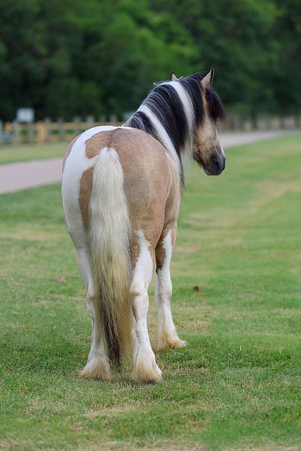 calf-roping-gypsy-vanner-horse