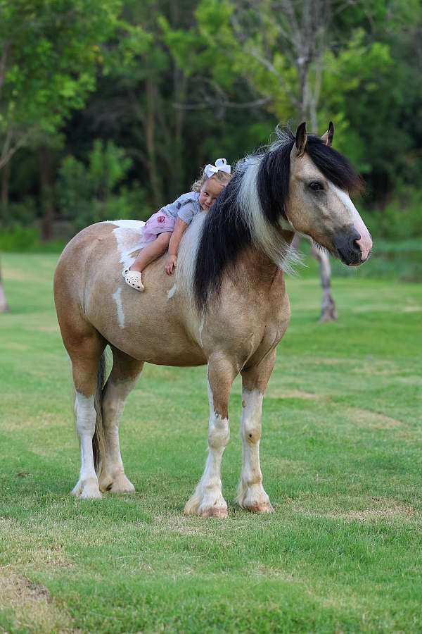 endurance-gypsy-vanner-horse