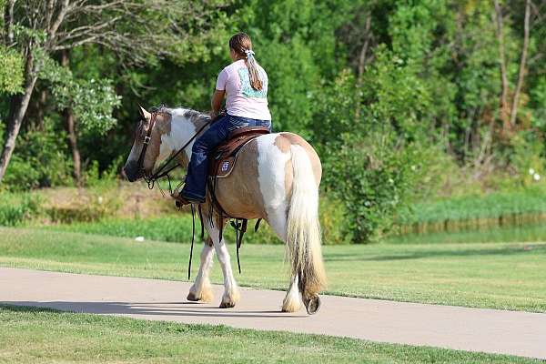 experienced-gypsy-vanner-horse