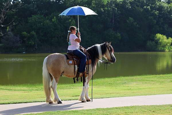 flashy-gypsy-vanner-horse