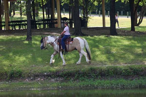kid-safe-gypsy-vanner-horse