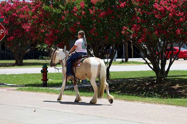 ranch-gypsy-vanner-horse